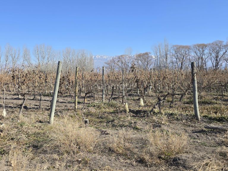 Finca en Venta en Tunuyan, Mendoza