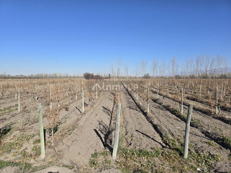 Finca en Venta en Tunuyan, Mendoza