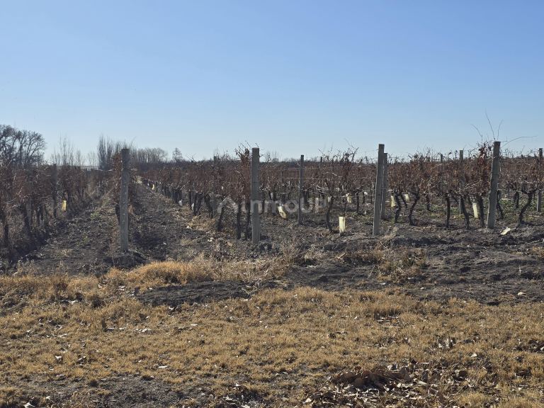 Finca en Venta en Tunuyan, Mendoza