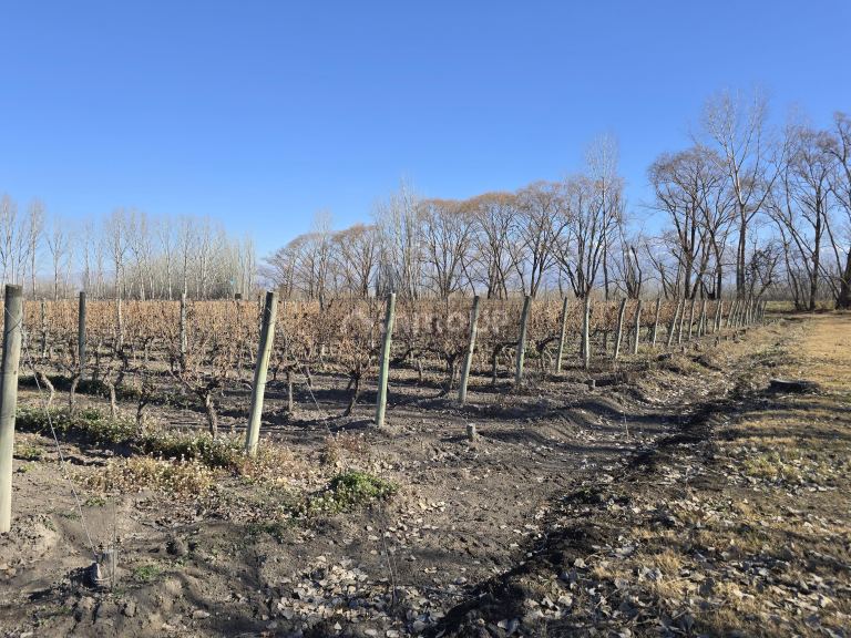 Finca en Venta en Tunuyan, Mendoza
