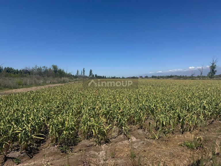 Finca en Venta en Tunuyan, Mendoza