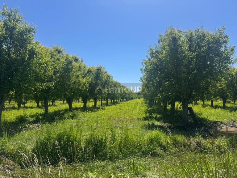Finca en Venta en Tunuyan, Mendoza