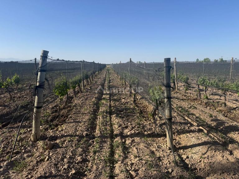Finca en Venta en Lujan de Cuyo, Mendoza