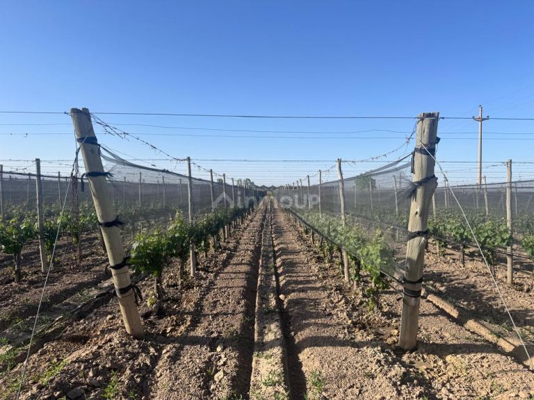 Finca en Venta en Lujan de Cuyo, Mendoza