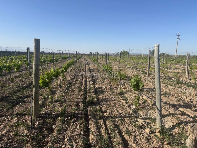 Finca en Venta en Lujan de Cuyo, Mendoza