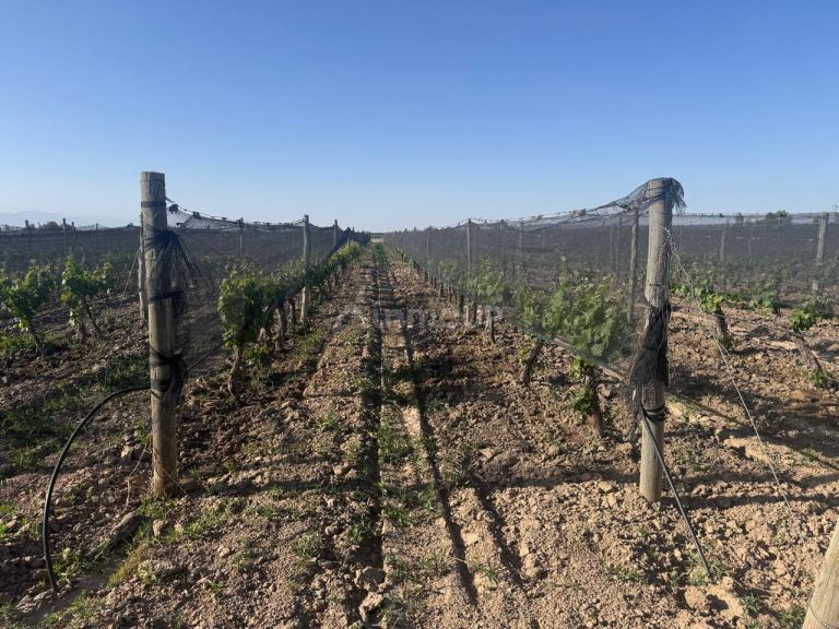 Finca en Venta en Lujan de Cuyo, Mendoza