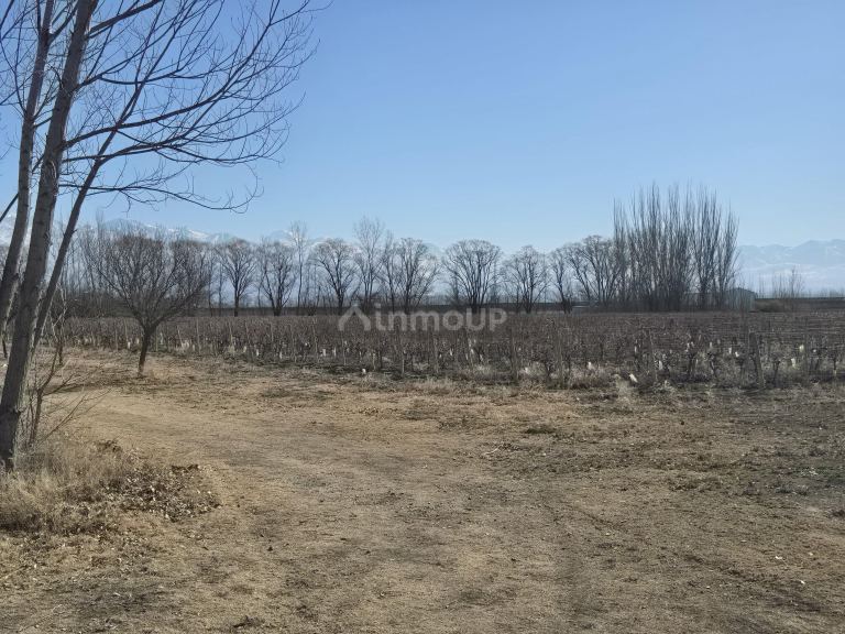 Finca en Venta en Tunuyan, Mendoza