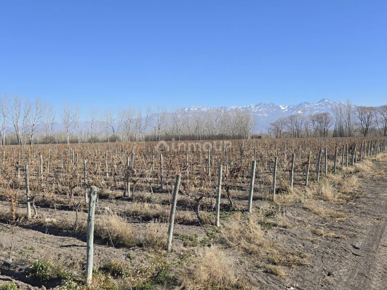 Finca en Venta en Tunuyan, Mendoza