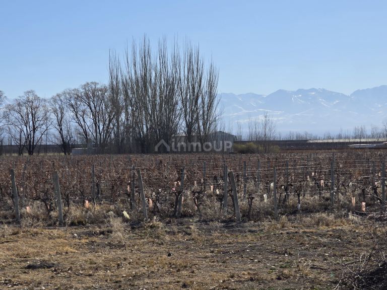 Finca en Venta en Tunuyan, Mendoza