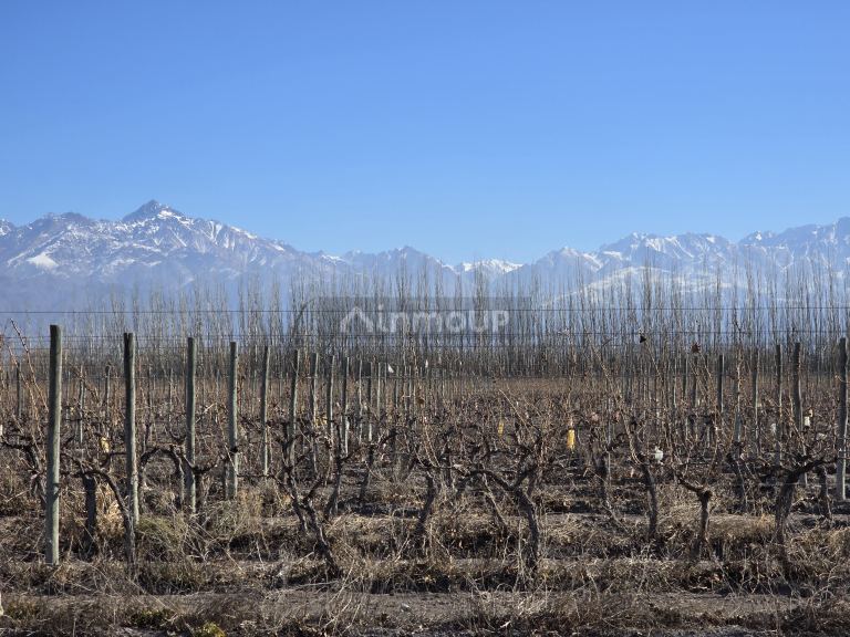 Finca en Venta en Tunuyan, Mendoza