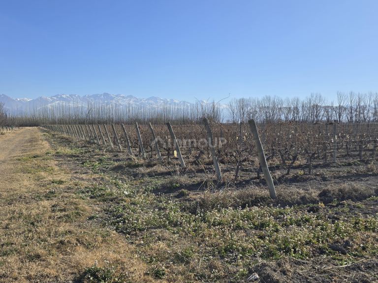 Finca en Venta en Tunuyan, Mendoza