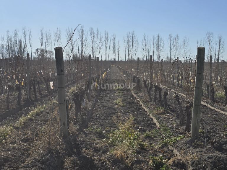 Finca en Venta en Tunuyan, Mendoza