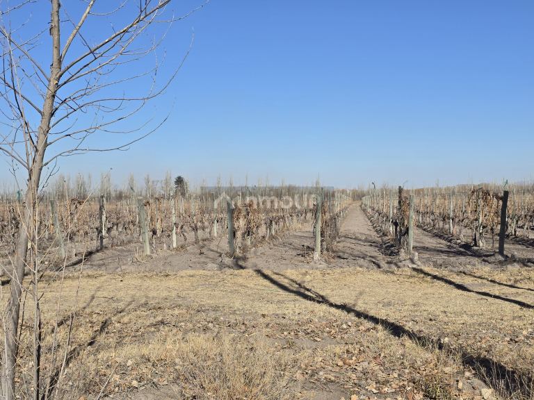 Finca en Venta en Tunuyan, Mendoza