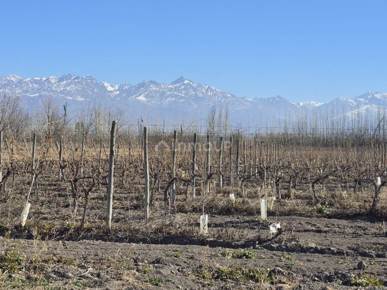 Finca en Venta en Tunuyan, Mendoza