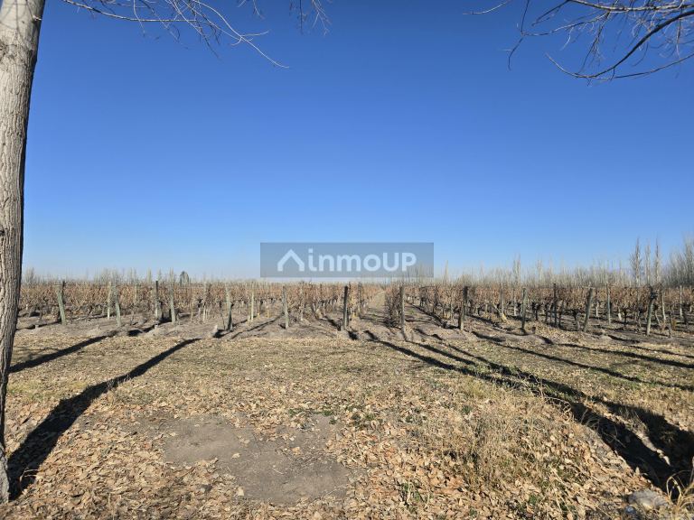 Finca en Venta en Tunuyan, Mendoza