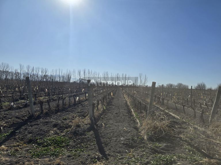 Finca en Venta en Tunuyan, Mendoza