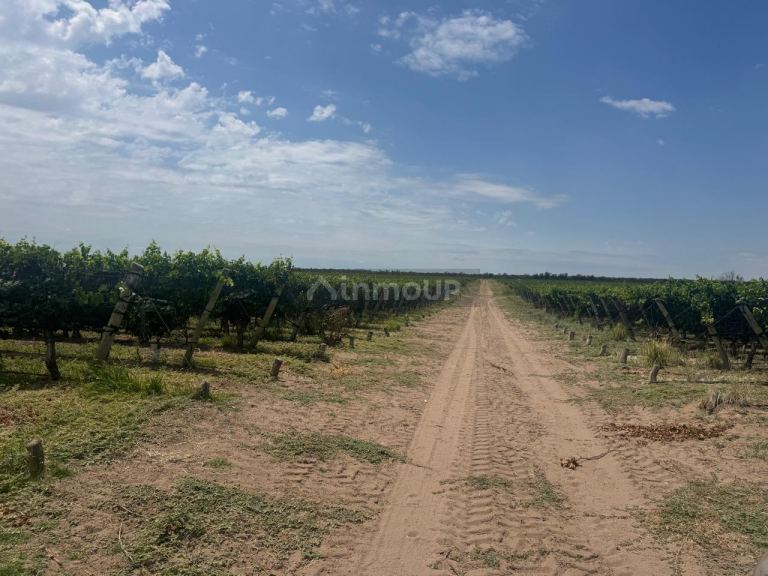 Finca en Venta en Santa Rosa, Mendoza