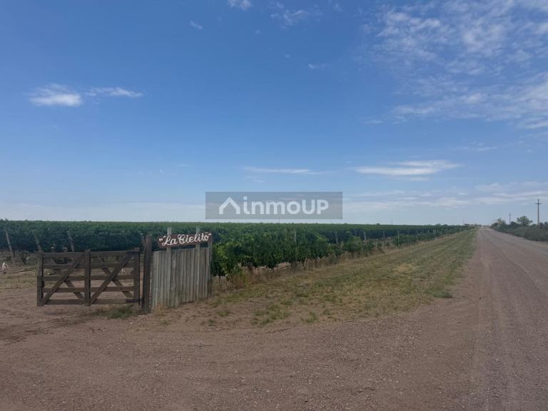 Finca en Venta en Santa Rosa, Mendoza