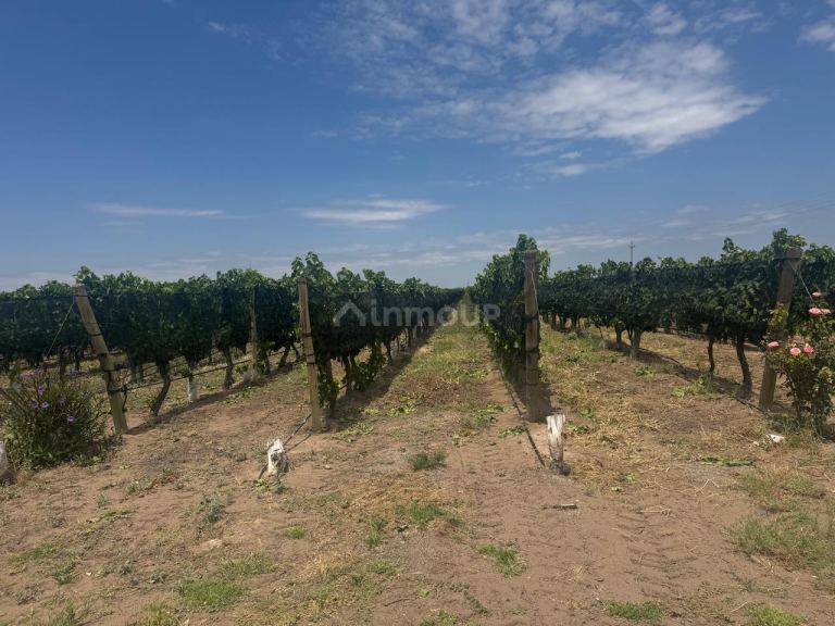 Finca en Venta en Santa Rosa, Mendoza