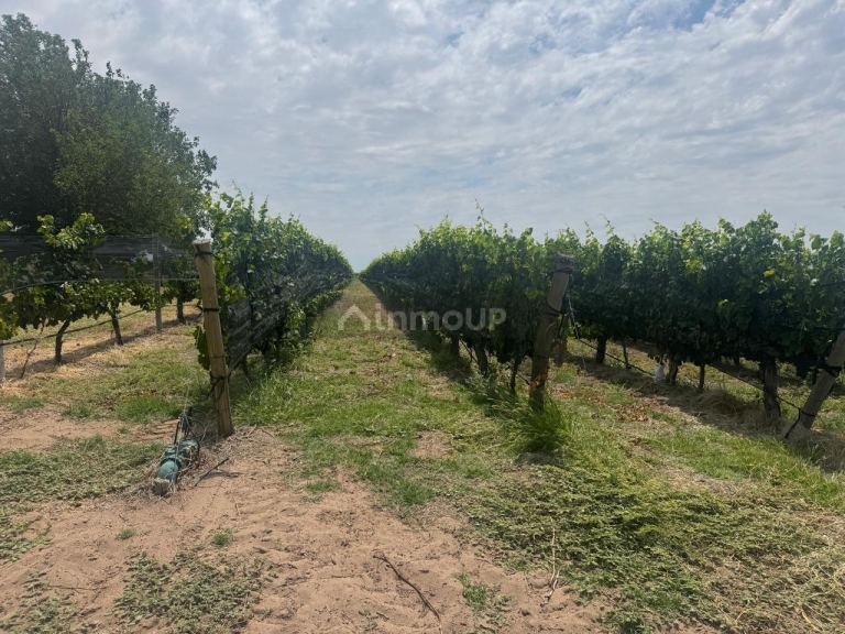 Finca en Venta en Santa Rosa, Mendoza