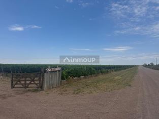 Santa Rosa Gómez S/N°, Santa Rosa, Mendoza.