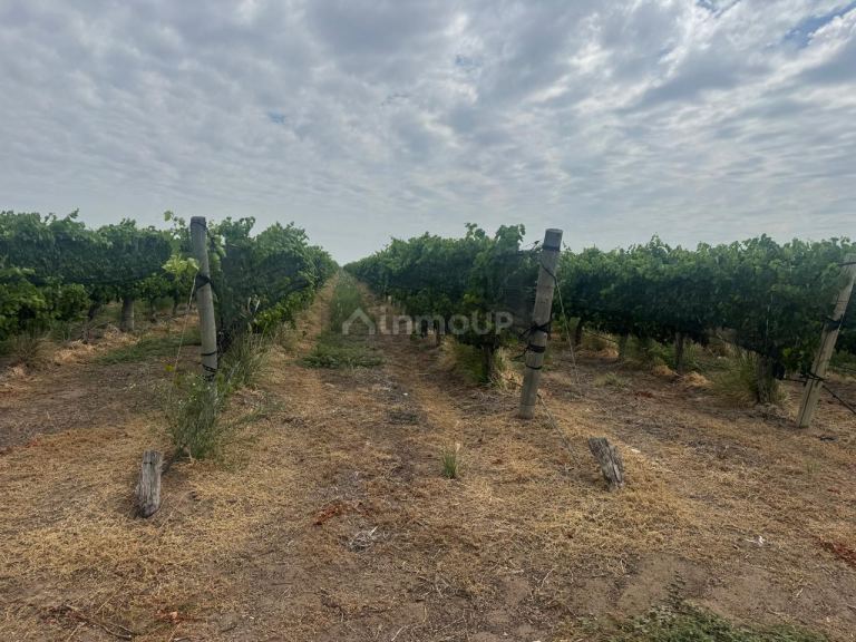 Finca en Venta en Santa Rosa, Mendoza