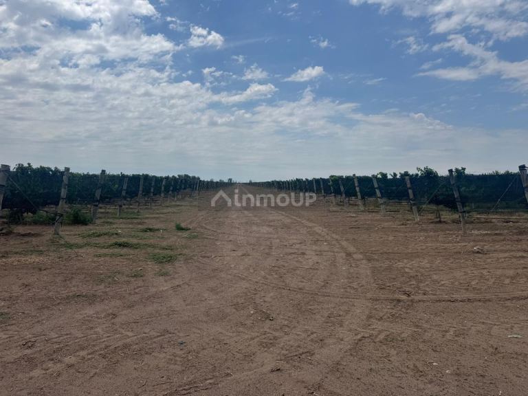 Finca en Venta en Santa Rosa, Mendoza