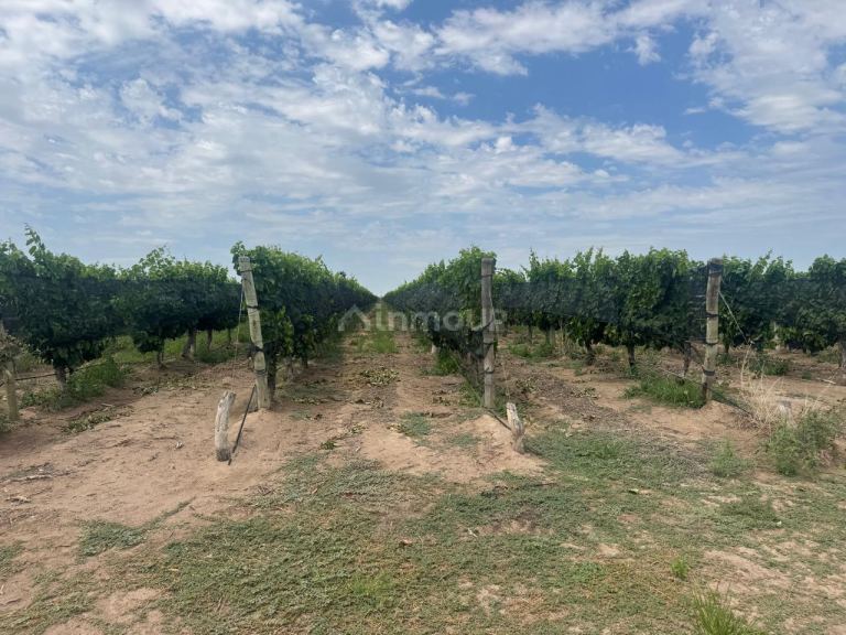 Finca en Venta en Santa Rosa, Mendoza