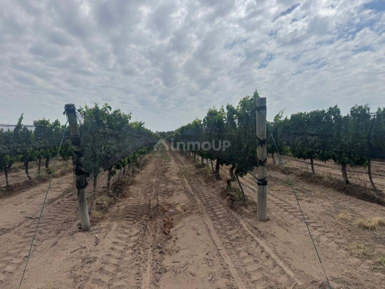 Finca en Venta en Santa Rosa, Mendoza