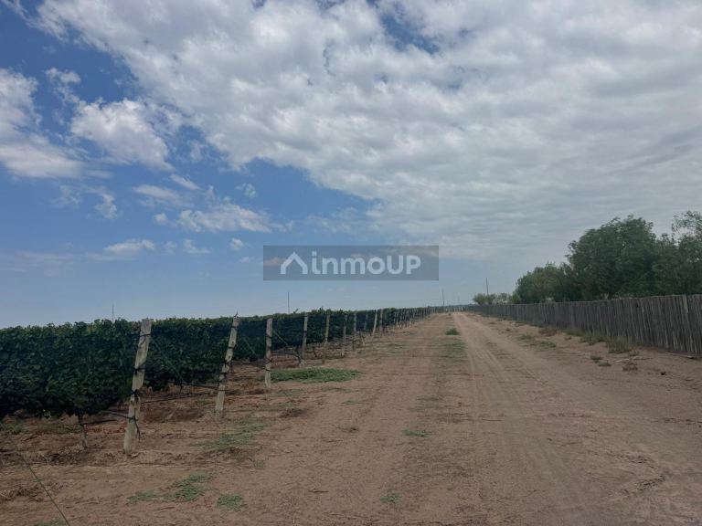 Finca en Venta en Santa Rosa, Mendoza