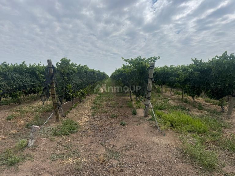 Finca en Venta en Santa Rosa, Mendoza