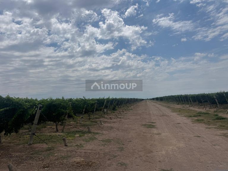 Finca en Venta en Santa Rosa, Mendoza