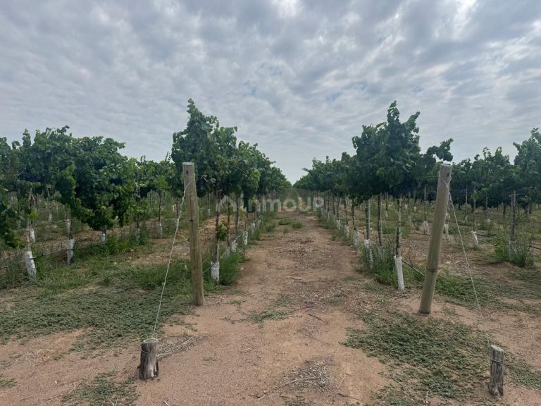 Finca en Venta en Santa Rosa, Mendoza