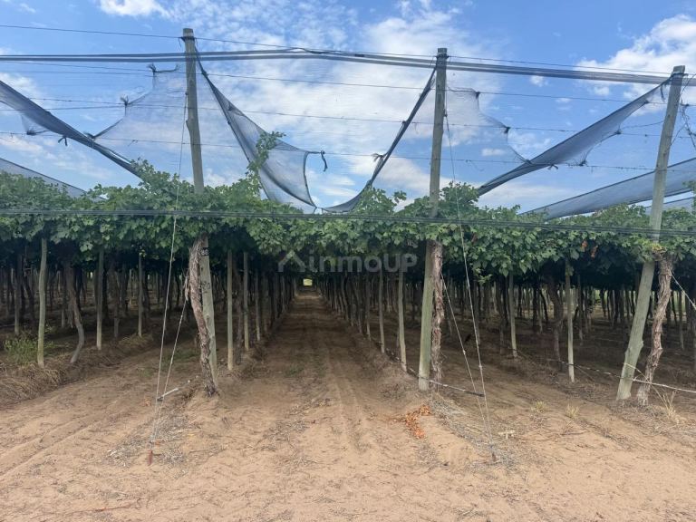 Finca en Venta en Santa Rosa, Mendoza