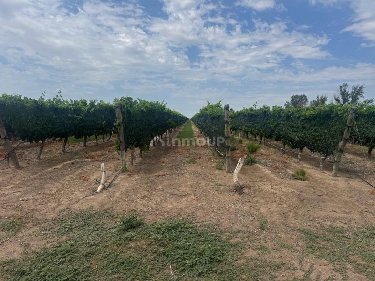 Finca en Venta en Santa Rosa, Mendoza