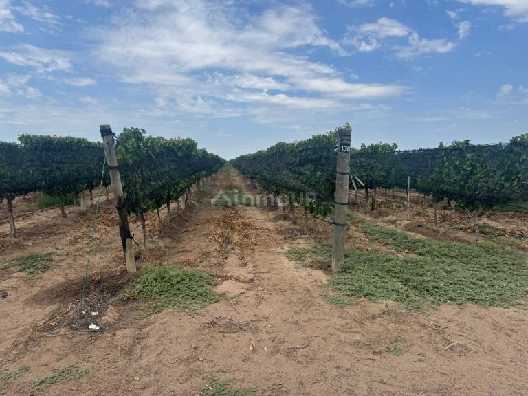 Finca en Venta en Santa Rosa, Mendoza