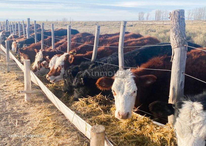Campo en Venta en Malargue, Mendoza