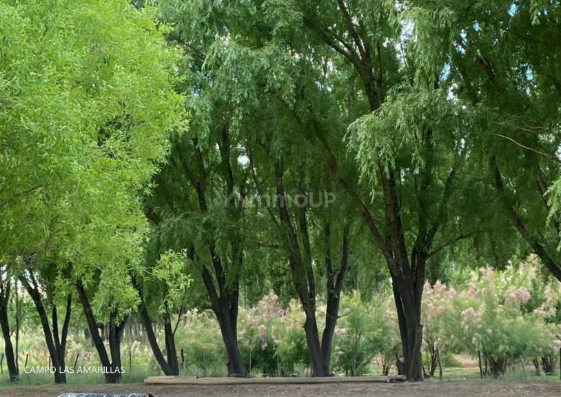 Campo en Venta en Malargue, Mendoza
