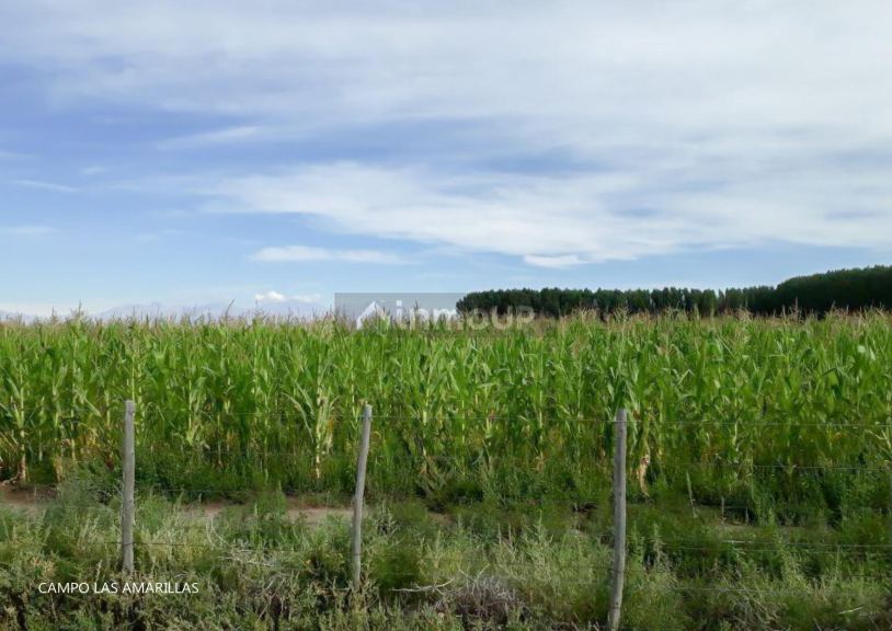 Campo en Venta en Malargue, Mendoza