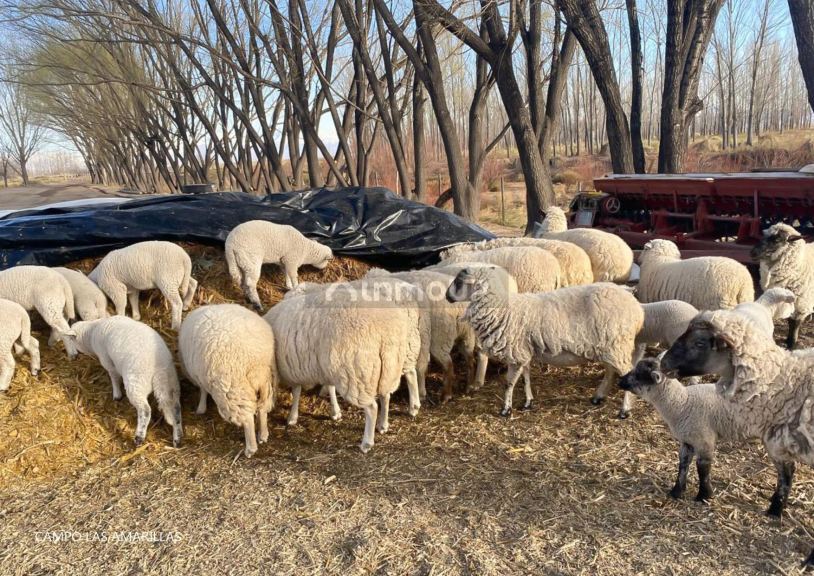 Campo en Venta en Malargue, Mendoza