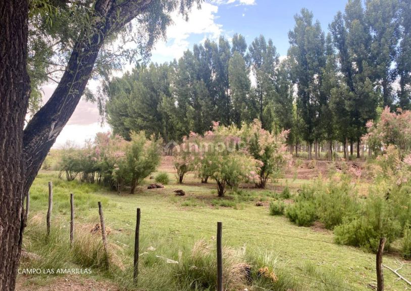 Campo en Venta en Malargue, Mendoza