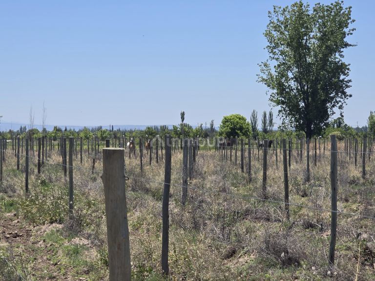 Lote en Venta en Tunuyan, Mendoza