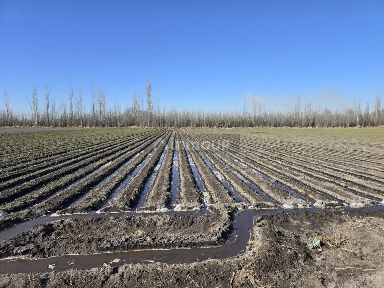 Finca en Venta en Tunuyan, Mendoza