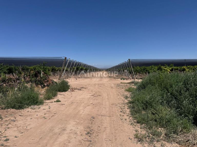 Finca en Venta en Lujan de Cuyo, Mendoza