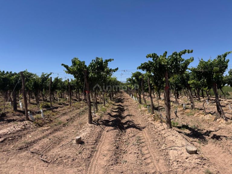 Finca en Venta en Lujan de Cuyo, Mendoza