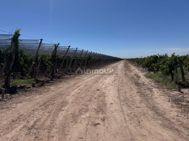 Finca en Venta en Lujan de Cuyo, Mendoza