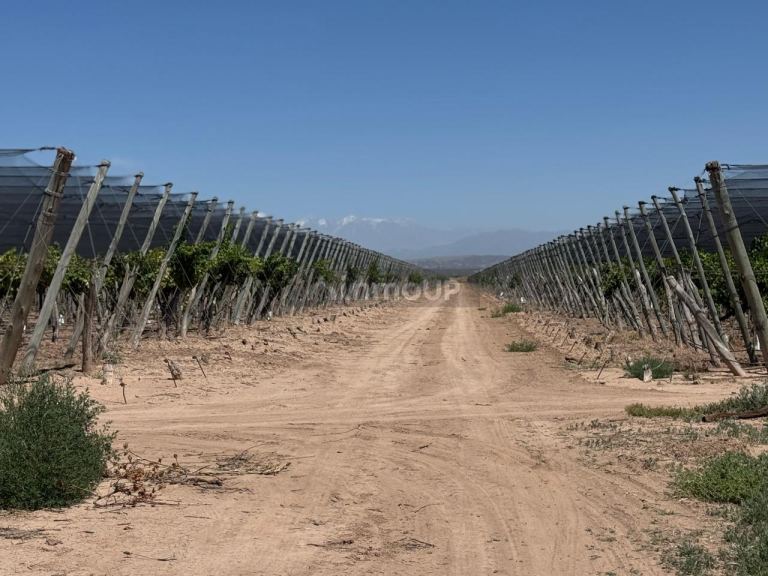 Finca en Venta en Lujan de Cuyo, Mendoza