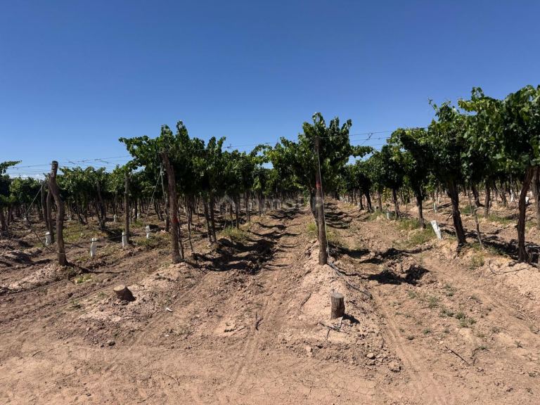 Finca en Venta en Lujan de Cuyo, Mendoza