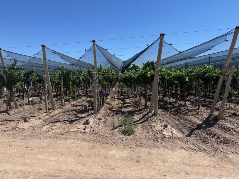 Finca en Venta en Lujan de Cuyo, Mendoza