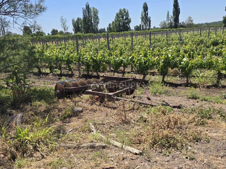 Finca en Venta en Tunuyan, Mendoza
